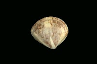 藏品(普通文蛤)的圖片